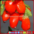 Himalaia goji berry suco goji berry extrato em pó wolfberry goji berry